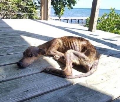 A starving dog is stranded on a deserted island, just days from death, but look who appears out of nowhere…