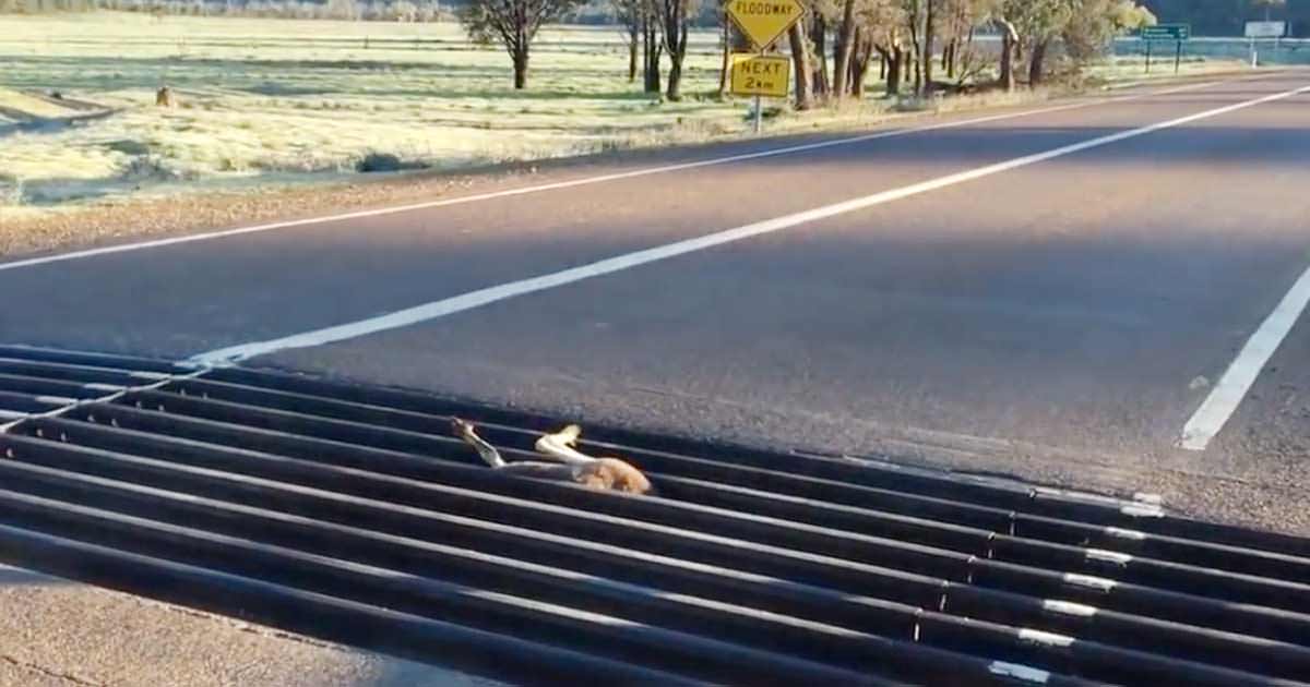 Man finds helpless animal stuck in the way – jumps out of car and acts immediately